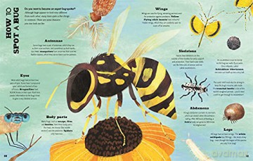 A Bug's World - Erica McAlister [KSIĄŻKA]
