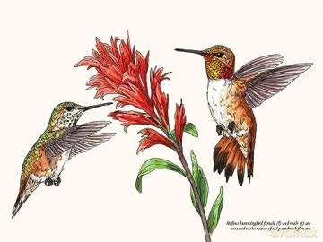 A Little Book of Hummingbirds (Little Book of Natural Wonders) - Tara Austen Weaver [KSIĄŻKA]