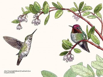 A Little Book of Hummingbirds (Little Book of Natural Wonders) - Tara Austen Weaver [KSIĄŻKA]