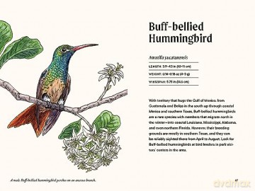 A Little Book of Hummingbirds (Little Book of Natural Wonders) - Tara Austen Weaver [KSIĄŻKA]