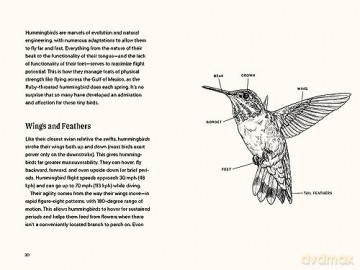 A Little Book of Hummingbirds (Little Book of Natural Wonders) - Tara Austen Weaver [KSIĄŻKA]