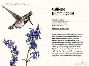 A Little Book of Hummingbirds (Little Book of Natural Wonders) - Tara Austen Weaver [KSIĄŻKA]