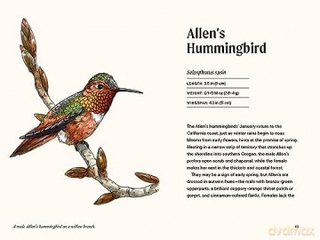 A Little Book of Hummingbirds (Little Book of Natural Wonders) - Tara Austen Weaver [KSIĄŻKA]