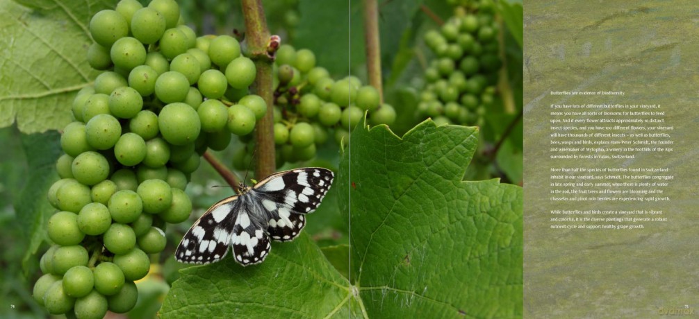 A Year in the Vineyard - Sophie Menin [KSIĄŻKA]