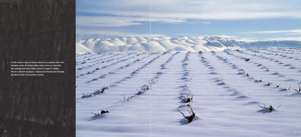 A Year in the Vineyard - Sophie Menin [KSIĄŻKA]