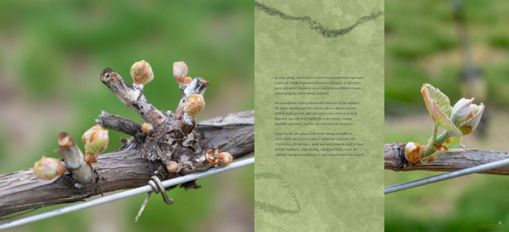 A Year in the Vineyard - Sophie Menin [KSIĄŻKA]