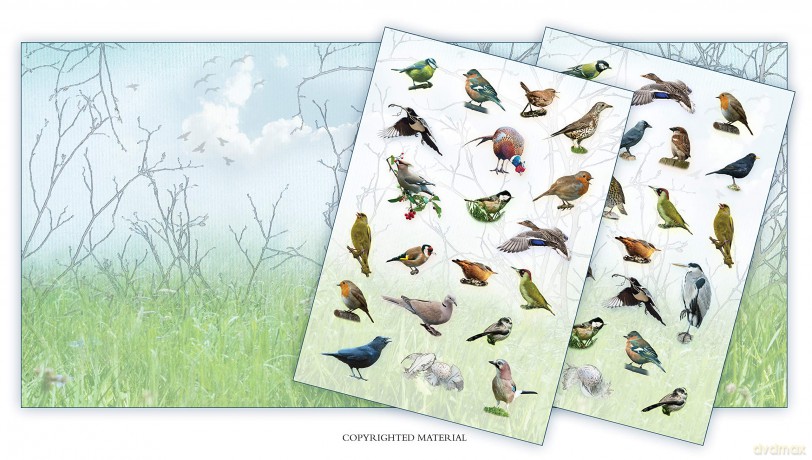 Activity Pack: Garden Birds: Part of the Activity Pack Nature Series for Children Aged 3 to 8 Years: 0 - Caz Buckingham [KSIĄŻKA]