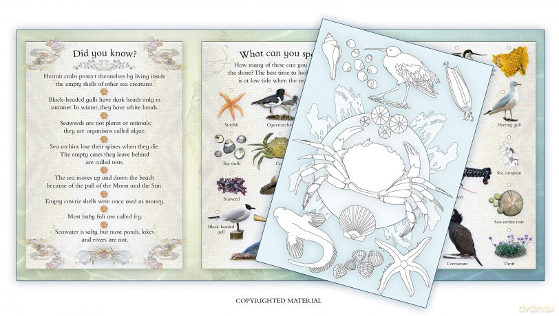 Activity Pack: Seashore: Part of the Activity Pack Nature Series for Children Aged 3 to 8 Years: 0 - Caz Buckingham [KSIĄŻKA]