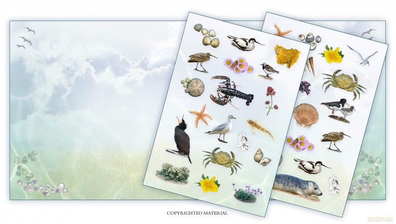 Activity Pack: Seashore: Part of the Activity Pack Nature Series for Children Aged 3 to 8 Years: 0 - Caz Buckingham [KSIĄŻKA]