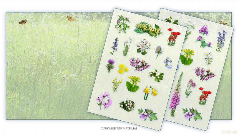 Activity Pack: Wild Flower: Part of the Activity Pack Nature Series for Children Aged 3 to 8 Years: 0 - Caz Buckingham [KSIĄŻKA]