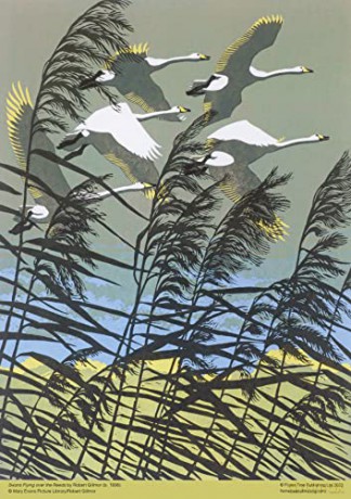 Adult Jigsaw Puzzle Robert Gillmor: Swans Flying Over the Reeds (500 Pieces): 500-Piece Jigsaw Puzzles - Flame Tree Studio [PUZZLE]