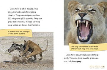 African Lionesses: Hunters of the Pride (Queens of the Animal World) - Jaclyn Jaycox [KSIĄŻKA]