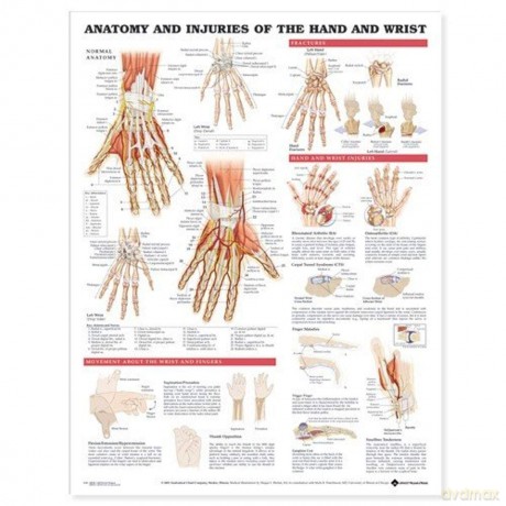 Anatomical Chart Anatomy and Injuries of the Hand and Wrist - Anatomical Chart Company [KSIĄŻKA]