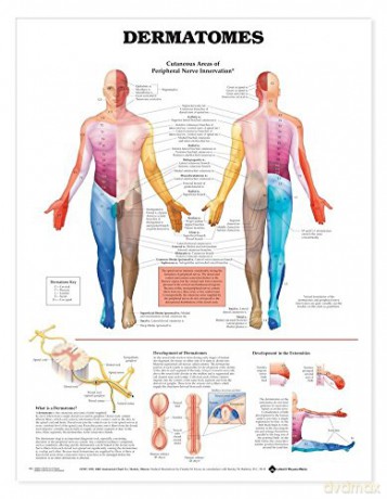 Anatomical Chart Dermatomes - Anatomical Chart Company [KSIĄŻKA]