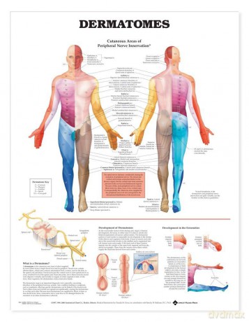 Anatomical Chart Dermatomes [KSIĄŻKA]
