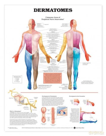 Anatomical Chart Dermatomes [KSIĄŻKA]