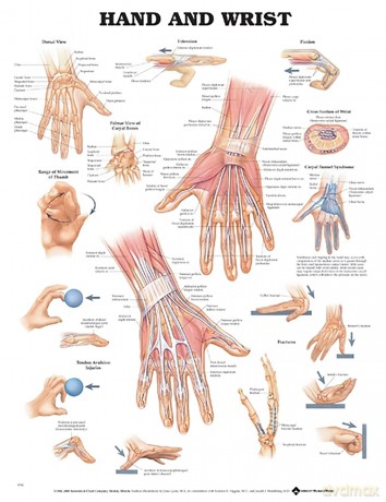 Anatomical Chart Hand and Wrist - Anatomical Chart Company [KSIĄŻKA]