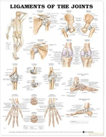 Anatomical Chart Ligaments of the Joints - Anatomical Chart Company [KSIĄŻKA]