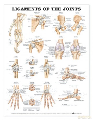 Anatomical Chart Ligaments of the Joints - Anatomical Chart Company [KSIĄŻKA]
