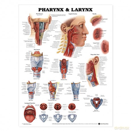 Anatomical Chart Pharynx and Larynx - Anatomical Chart Company [KSIĄŻKA]