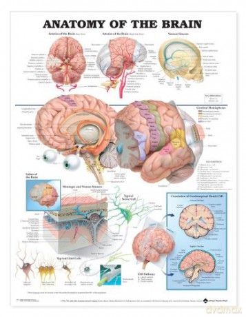 Anatomical Chart The Anatomy of the Brain - Anatomical Chart Company [KSIĄŻKA]