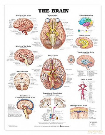 Anatomical Chart The Brain - Anatomical Chart Company [KSIĄŻKA]