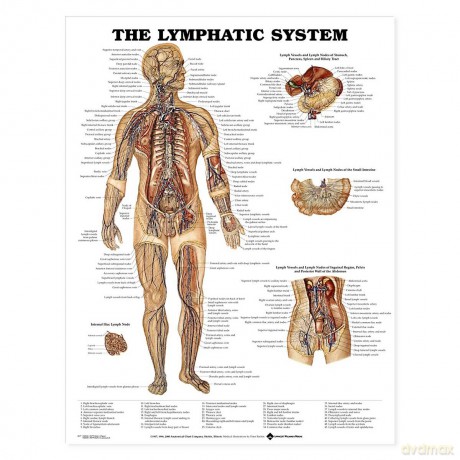 Anatomical Chart The Lymphatic System - Anatomical Chart Company [KSIĄŻKA]