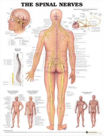 Anatomical Chart The Spinal Nerves - Anatomical Chart Company [KSIĄŻKA]