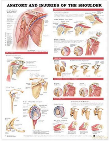 Anatomy and Injuries of the Shoulder Anatomical Chart [KSIĄŻKA]