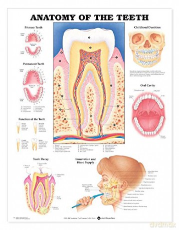 Anatomy of the Teeth - Anatomical Chart Company [KSIĄŻKA]