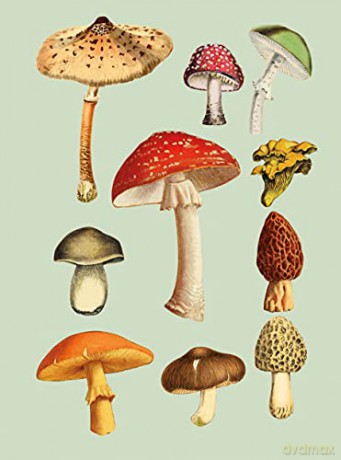 Antiquarian Sticker Book, The: Over 1,000 Exquisite Victorian Stickers - Odd Dot [KSIĄŻKA]