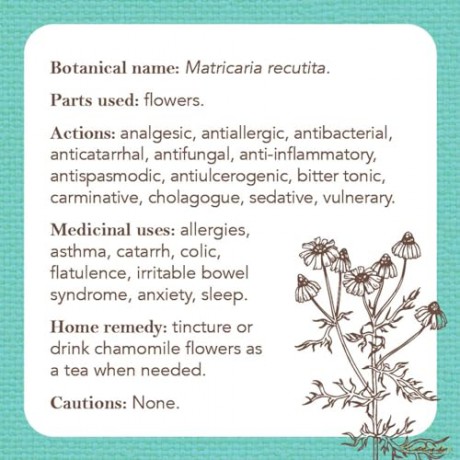 Apothecary Flashcards: A Reference Explaining Herbs and Their Medicinal Uses - Nicola McIntosh [KSIĄŻKA]