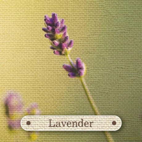 Apothecary Flashcards: A Reference Explaining Herbs and Their Medicinal Uses - Nicola McIntosh [KSIĄŻKA]