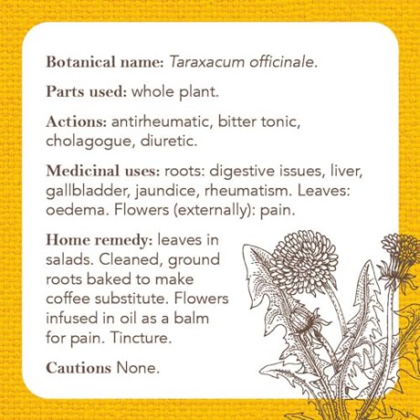 Apothecary Flashcards: A Reference Explaining Herbs and Their Medicinal Uses - Nicola McIntosh [KSIĄŻKA]