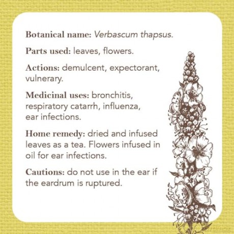 Apothecary Flashcards: A Reference Explaining Herbs and Their Medicinal Uses - Nicola McIntosh [KSIĄŻKA]