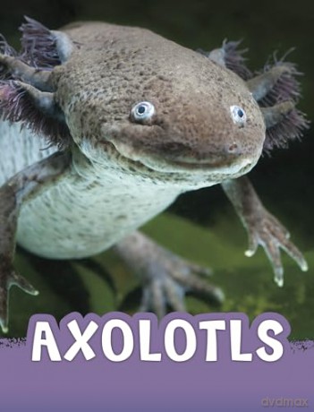Axolotls (Animals) - Jaclyn Jaycox [KSIĄŻKA]