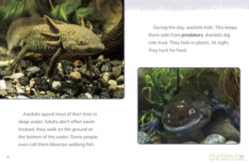 Axolotls (Animals) - Jaclyn Jaycox [KSIĄŻKA]