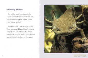 Axolotls (Animals) - Jaclyn Jaycox [KSIĄŻKA]