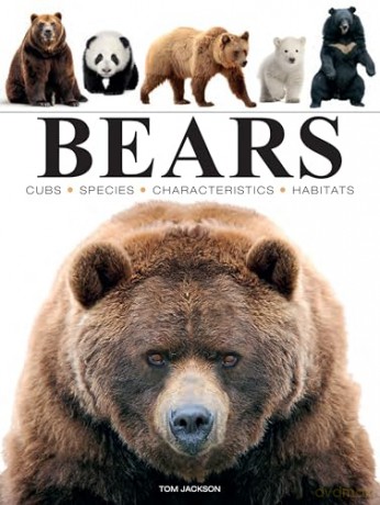 Bears (Mini Animals) - Tom Jackson [KSIĄŻKA]
