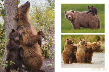 Bears (Mini Animals) - Tom Jackson [KSIĄŻKA]