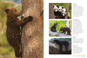 Bears (Mini Animals) - Tom Jackson [KSIĄŻKA]