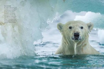 Bears (Mini Animals) - Tom Jackson [KSIĄŻKA]