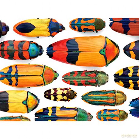 Beautiful Beetles 300-Piece Jigsaw Puzzle: 300 Piece Puzzle (Colouring Book) - Shannon Lemme [KSIĄŻKA]