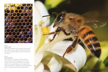 Bees (Mini Animals) - Tom Jackson [KSIĄŻKA]
