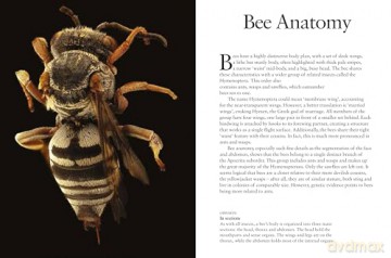 Bees (Mini Animals) - Tom Jackson [KSIĄŻKA]