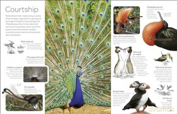 Bird: DK Eyewitness - Dk [KSIĄŻKA]