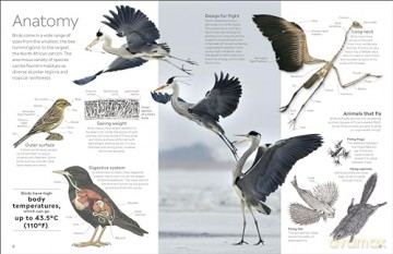 Bird: DK Eyewitness - Dk [KSIĄŻKA]