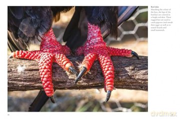 Birds of Prey (Mini Animals) - Tom Jackson [KSIĄŻKA]