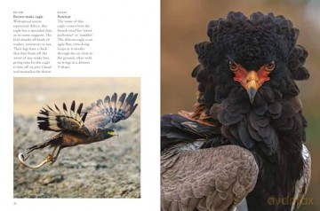 Birds of Prey (Mini Animals) - Tom Jackson [KSIĄŻKA]