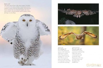 Birds of Prey (Mini Animals) - Tom Jackson [KSIĄŻKA]